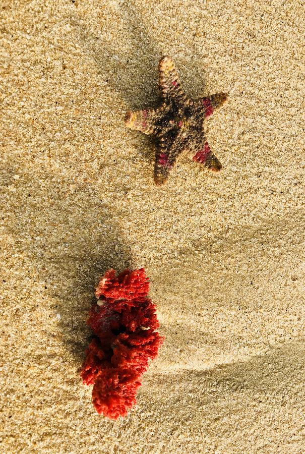 Starfish Beach Bungalows Arugam Bay Exterior foto